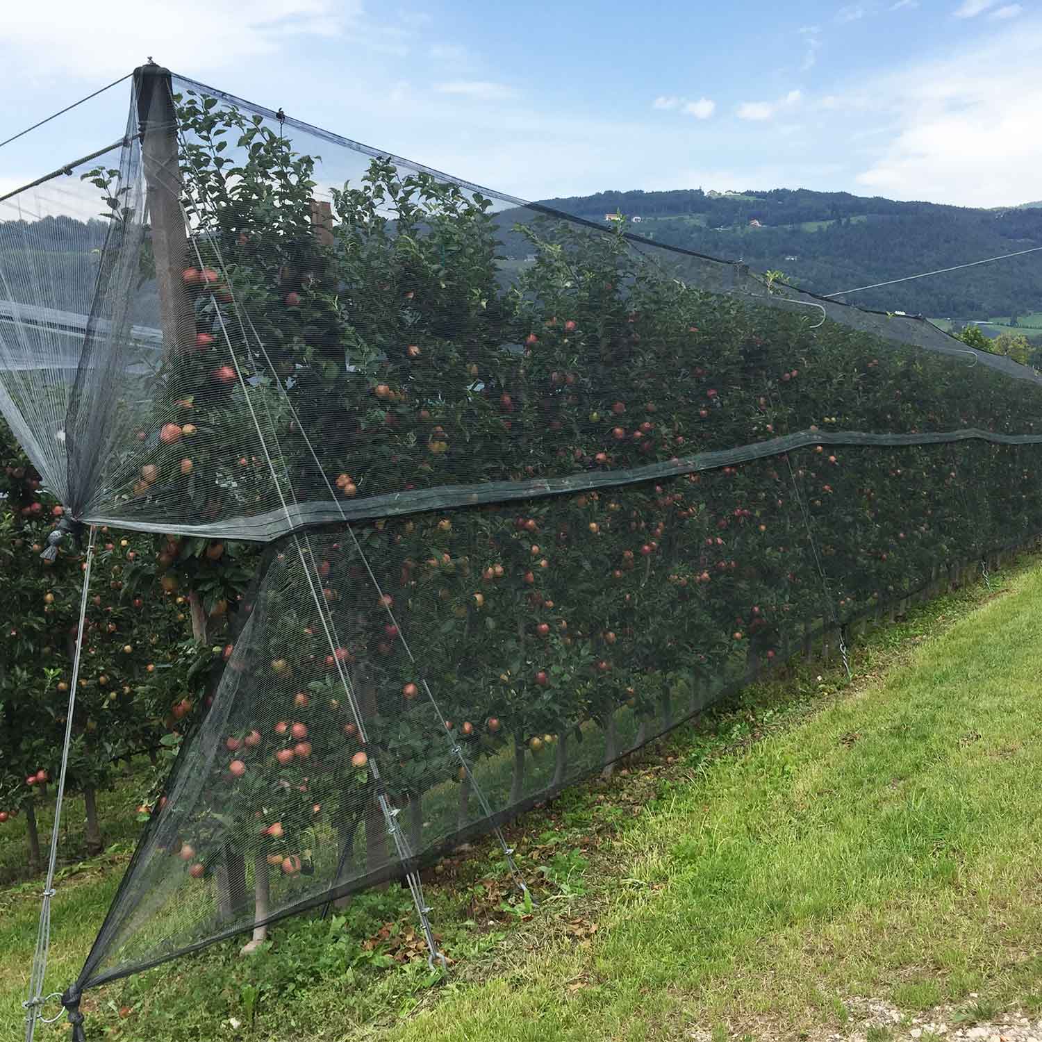Agriculture and Anti-Hail Nets