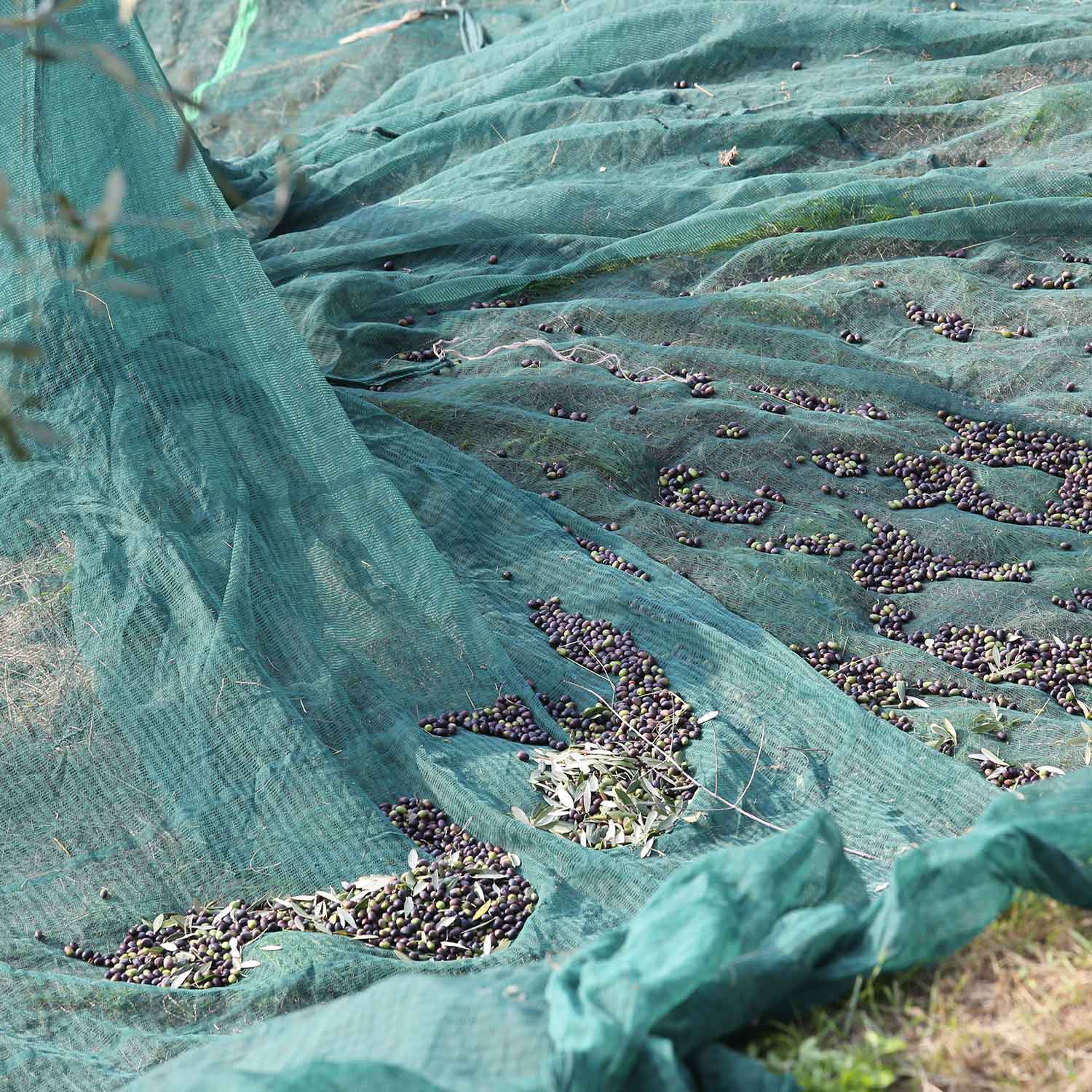 Filets de récolte des olives